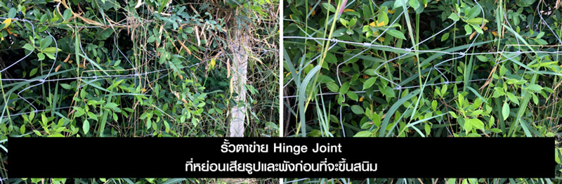 รั้วกันสุนัข