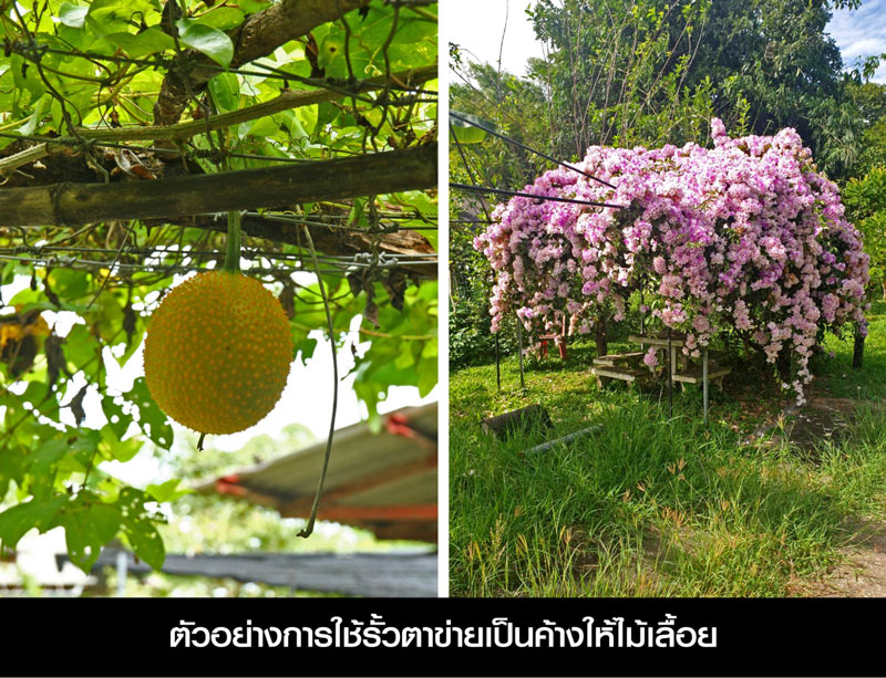 รั้วฟาร์ม