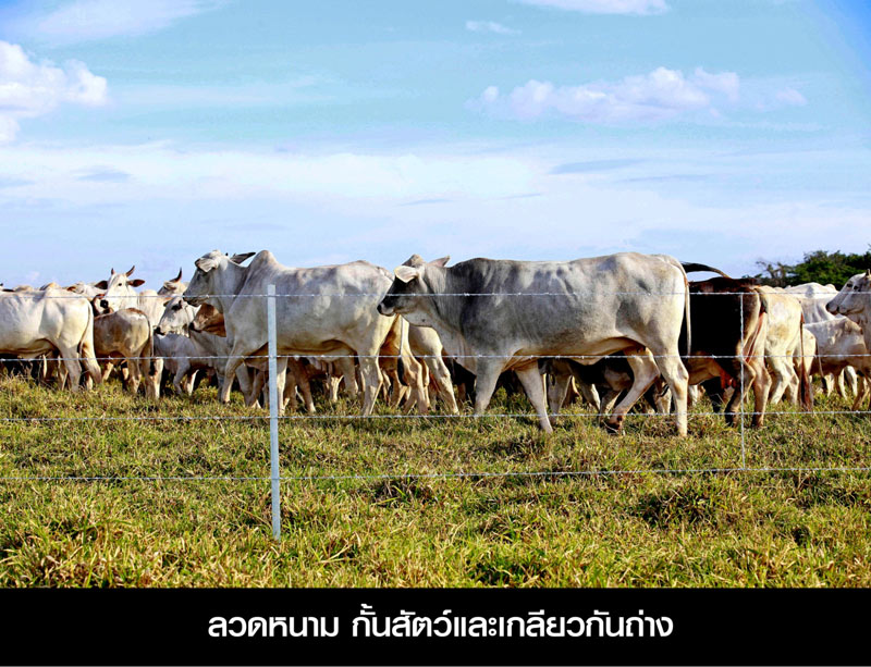 รั้วฟาร์ม