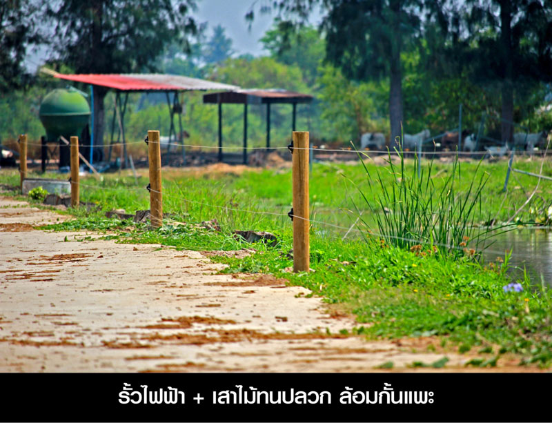 รั้วฟาร์ม