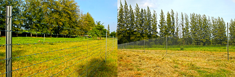 รั้วลวดหนาม