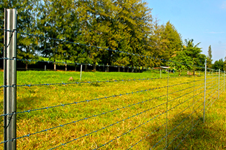 รั้วลวดหนาม